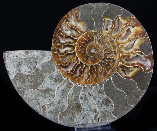 Ammonite Fossil (Half) - Million Years #37261
